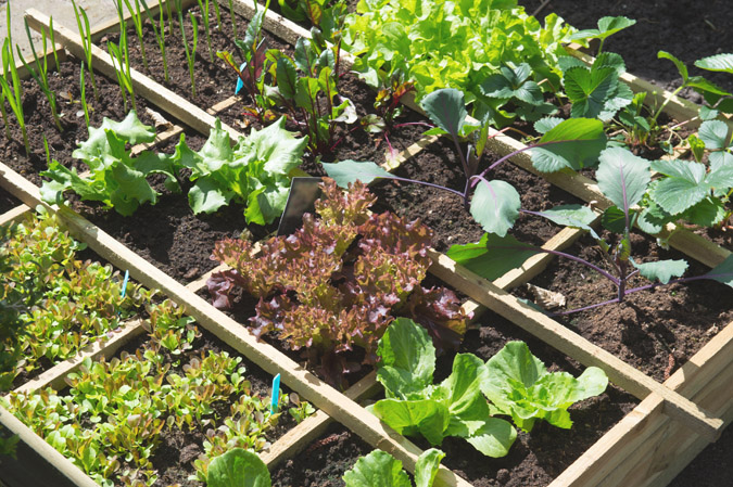Food Garden Bay Ward Bulletin, How To Start A Vegetable Garden At Home